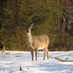 Deer in Snow