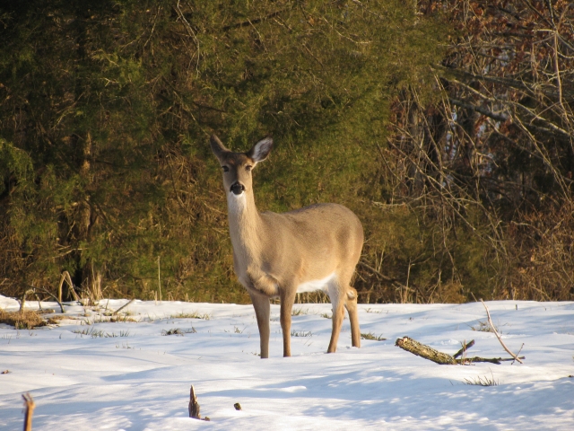 Deer in Snow
