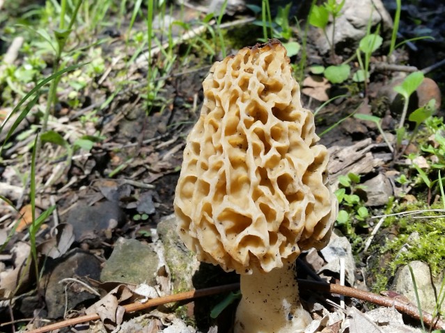 Morel